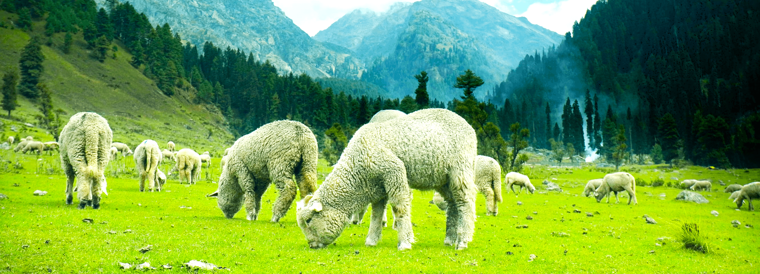 Pahalgam Gallery