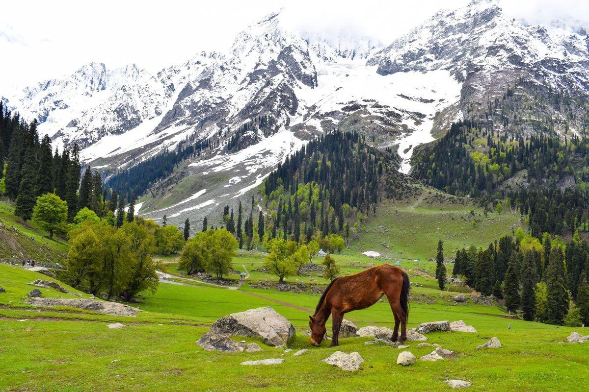 Horseback Riding