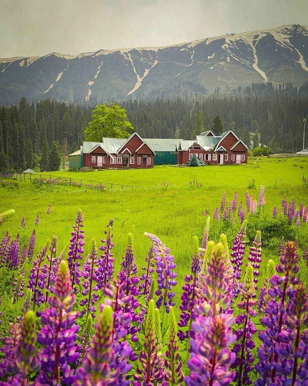 Gulmarg Meadow
