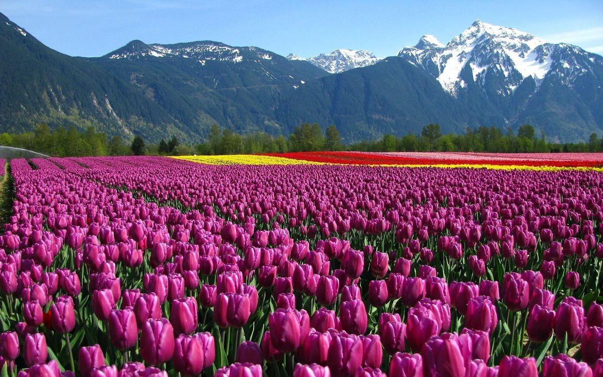 Tulips Garden