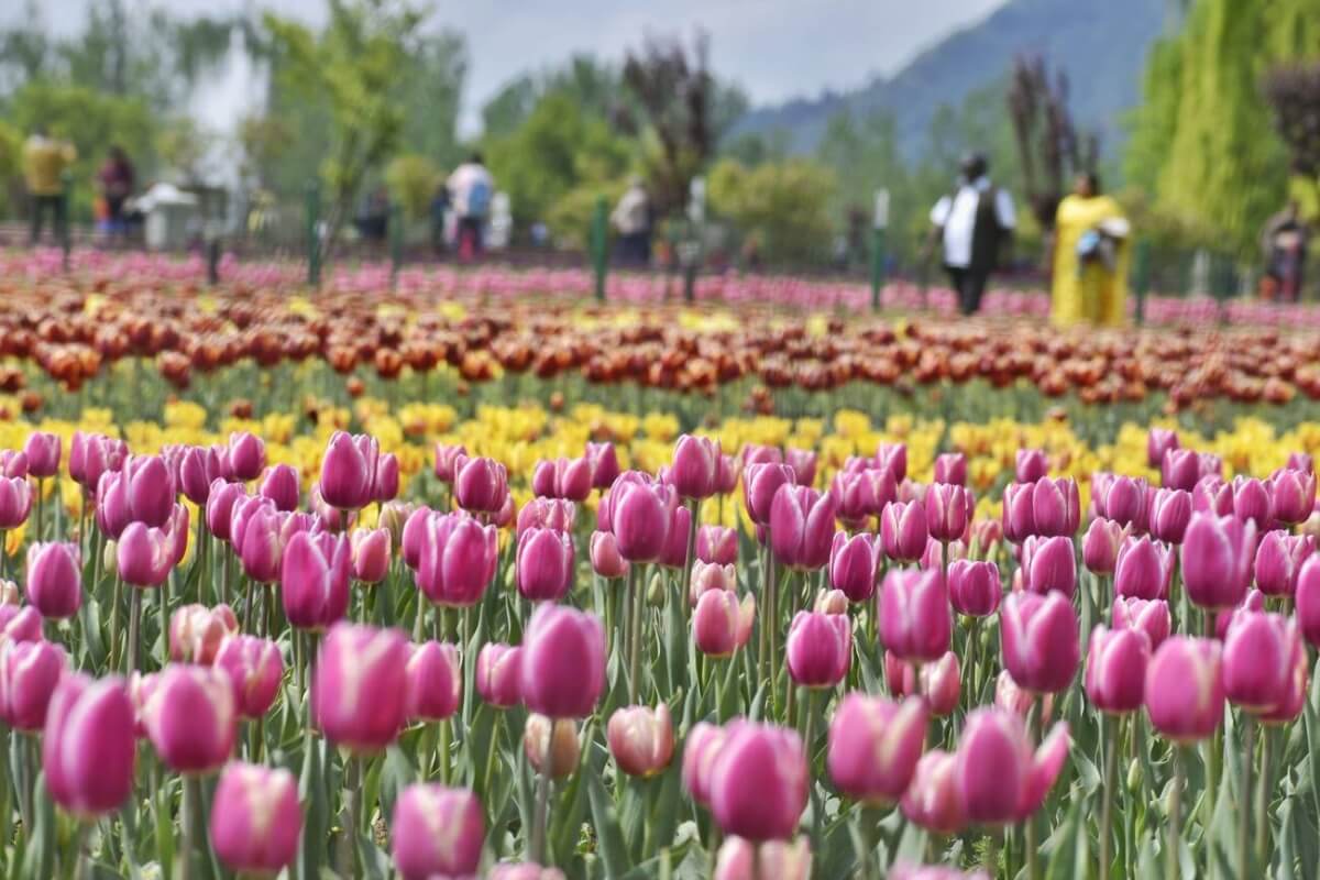 Indira Gandhi Memorial Tulip Garden, Srinagar, Kashmir