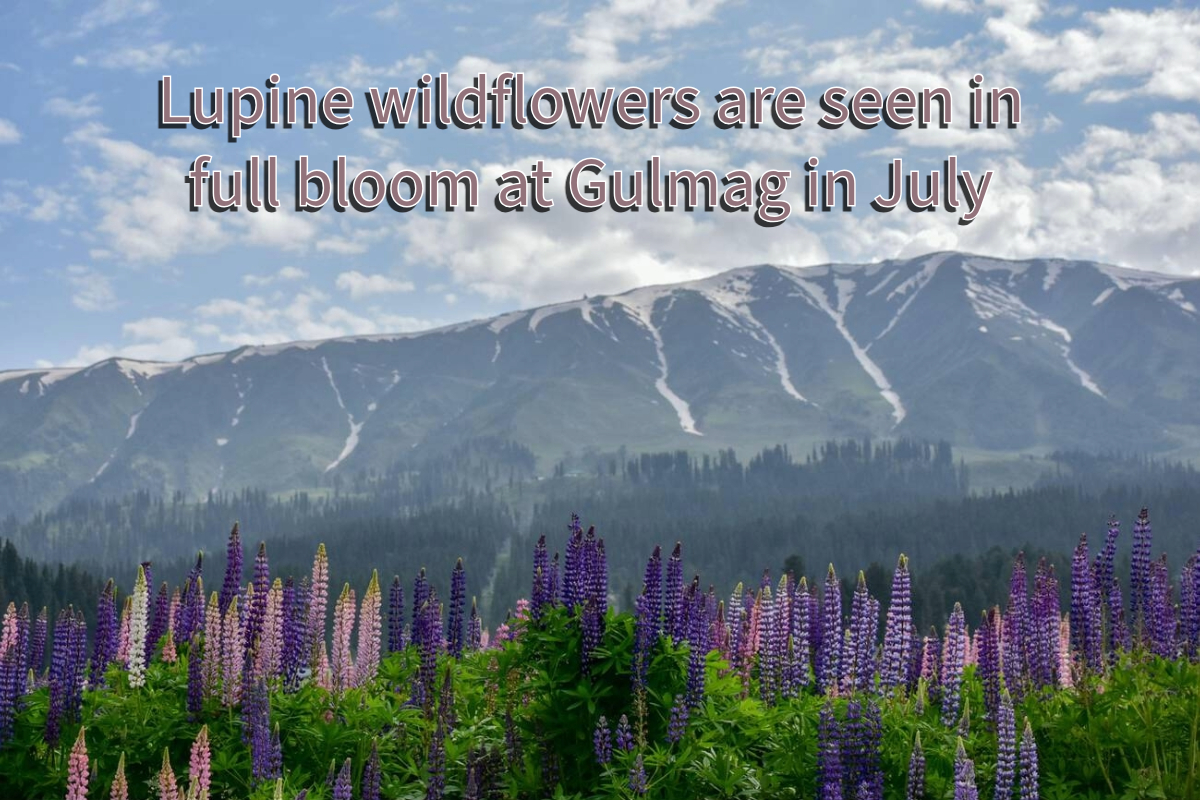 Khilanmarg And Its Wildflower Meadows