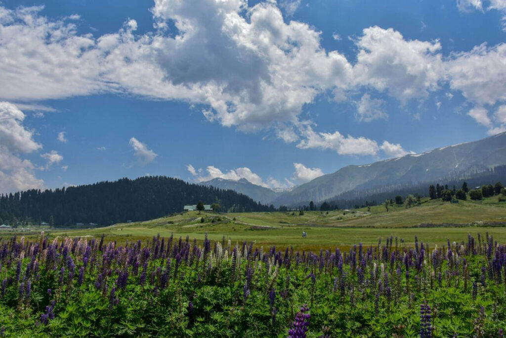 Picture Gulmarg Valley in the month of June