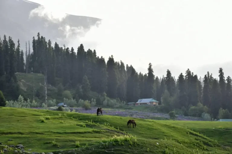 Gulmarg in July