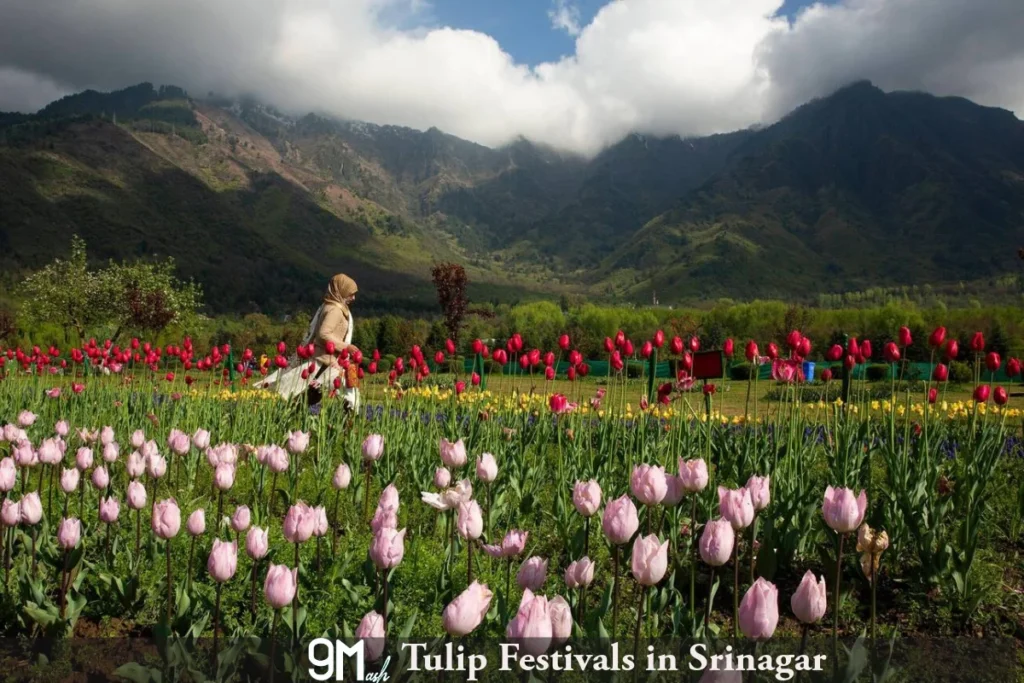Tulip Festivals in Srinagar