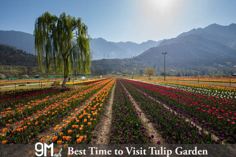 Best Time to Visit Tulip Garden