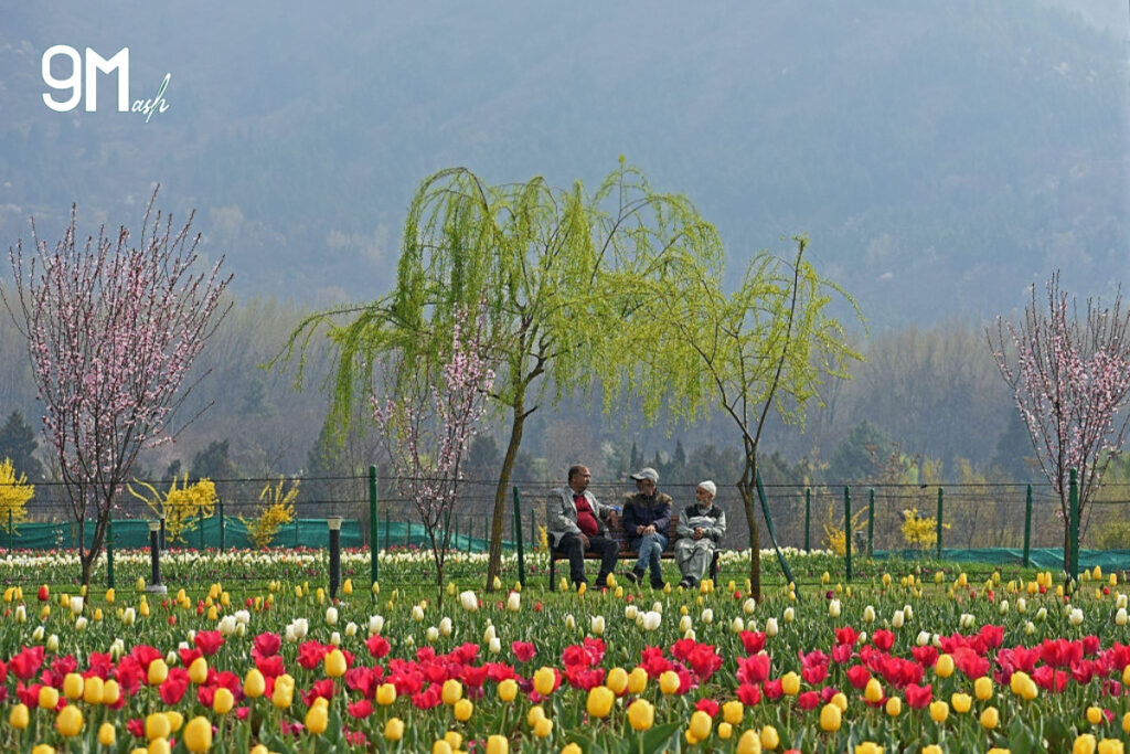 What Can You Find in Srinagar’s Tulip Garden?