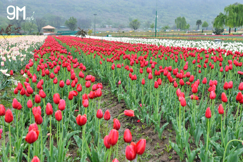 Tulip Garden in Srinagar