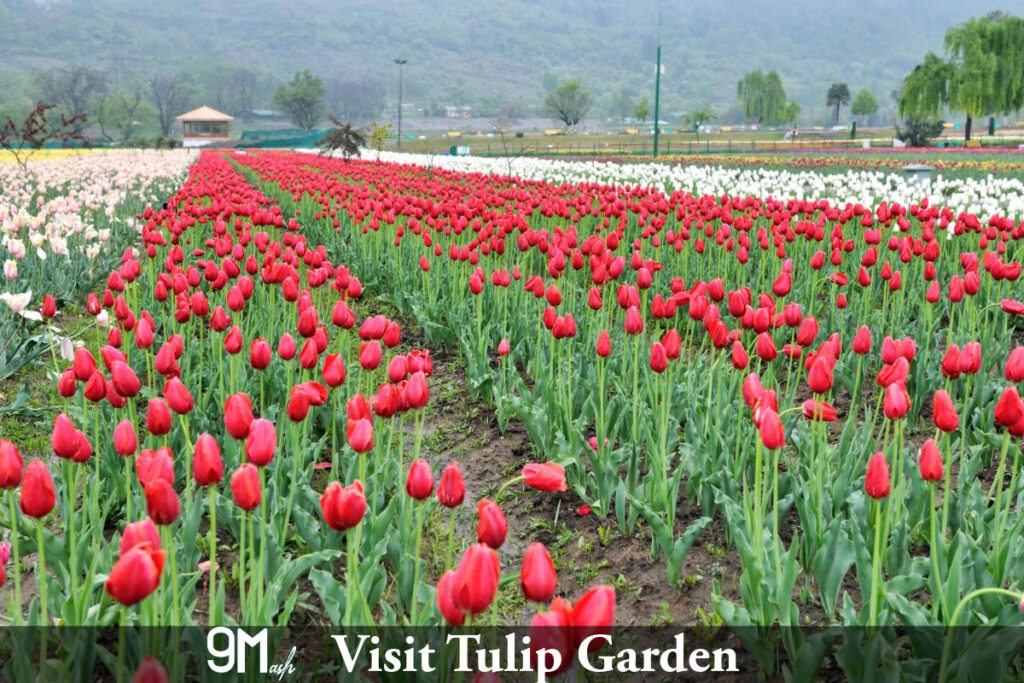 Visit Tulip Garden