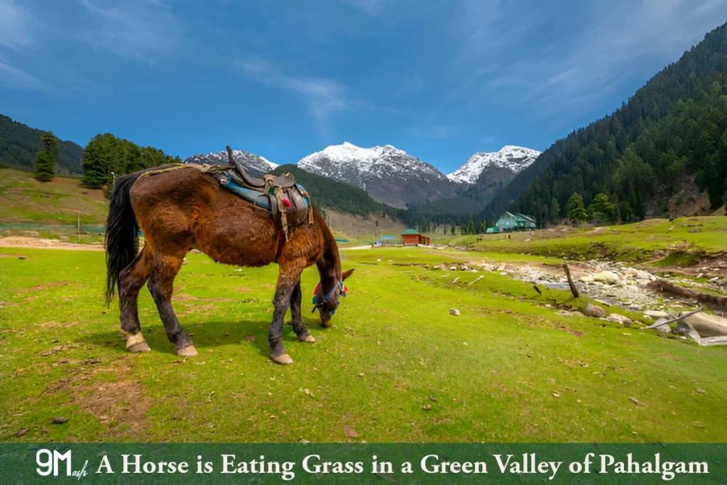 A Horse is eating grass in a green grass field in Pahalgam