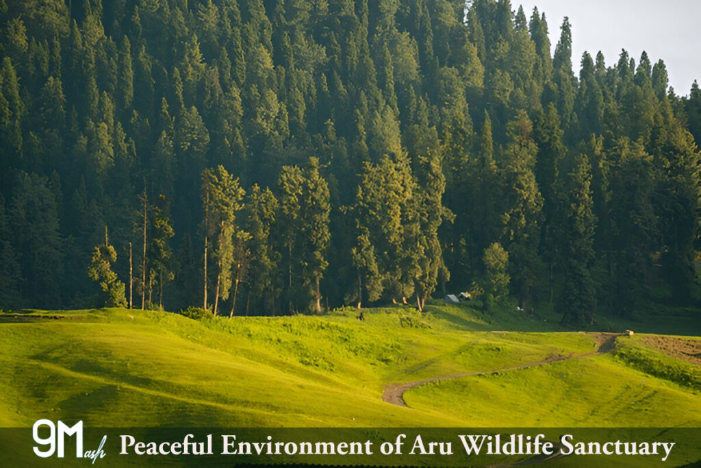 Peaceful Environment of Aru Wildlife Sanctuary