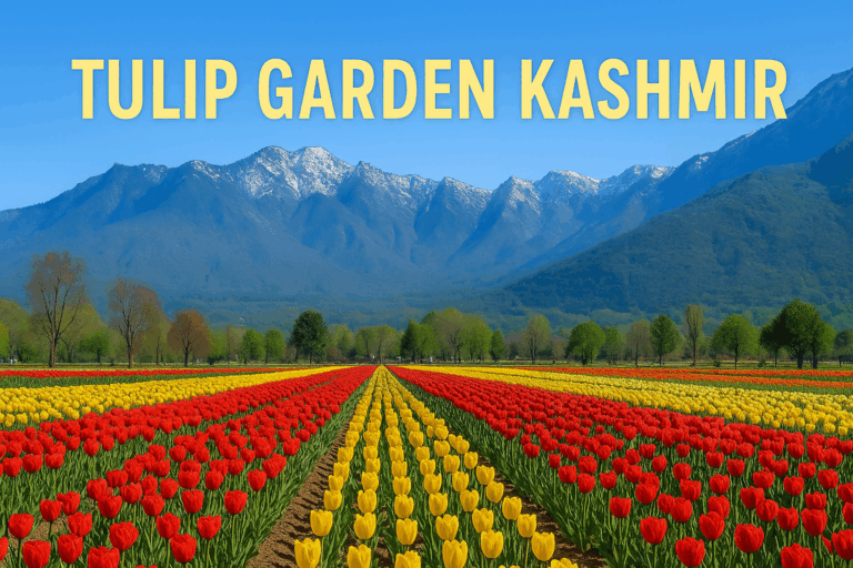 Tulip Garden Kashmir